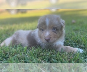 Australian Shepherd Puppy for Sale in YADKINVILLE, North Carolina USA