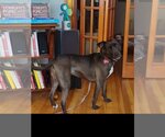 Small Photo #4 American Pit Bull Terrier-Labrador Retriever Mix Puppy For Sale in Boston, MA, USA