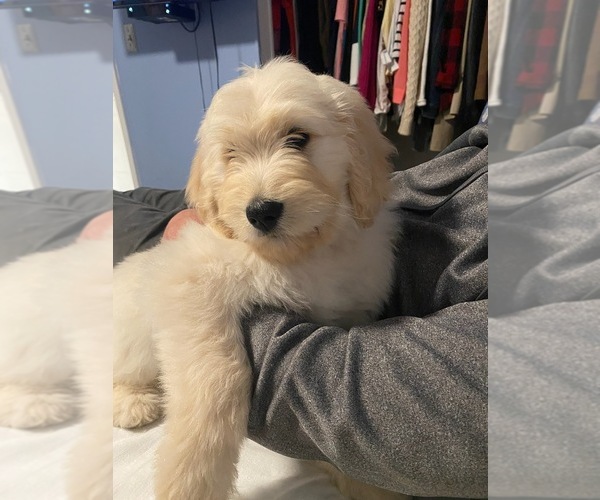 Medium Photo #1 Goldendoodle Puppy For Sale in NORTH MYRTLE BEACH, SC, USA