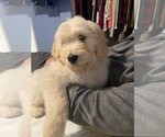 Small Photo #1 Goldendoodle Puppy For Sale in NORTH MYRTLE BEACH, SC, USA