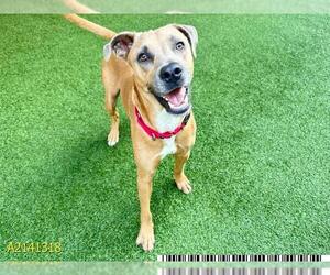 Labrador Retriever-Unknown Mix Dogs for adoption in West Palm Beach, FL, USA