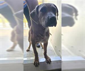 Mutt Dogs for adoption in Camarillo, CA, USA