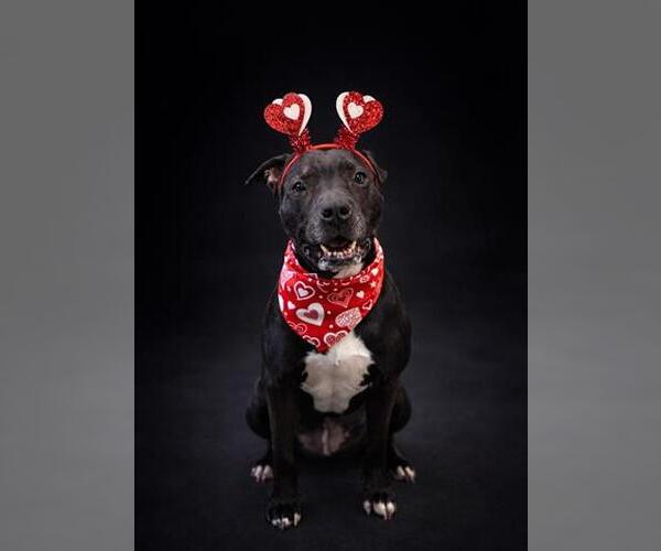 Medium Photo #2 American Staffordshire Terrier-Unknown Mix Puppy For Sale in Akron, OH, USA