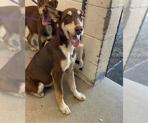 Doberman Pinscher Dogs for adoption in San Bernardino, CA, USA