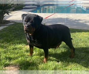 Mother of the Rottweiler puppies born on 04/10/2022