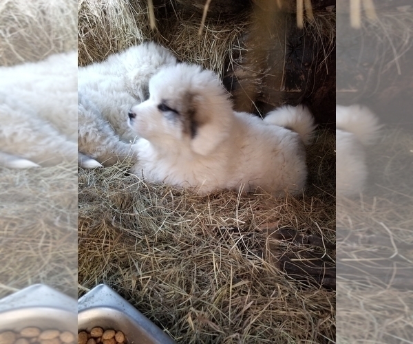 Medium Photo #2 Great Pyrenees Puppy For Sale in AGRA, OK, USA