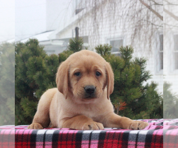 Medium Photo #4 Labrador Retriever Puppy For Sale in GAP, PA, USA