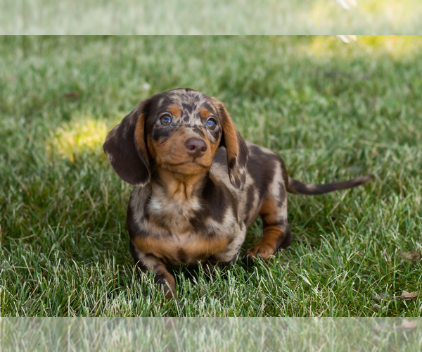 Medium Photo #1 Dachshund Puppy For Sale in MILFORD, IN, USA
