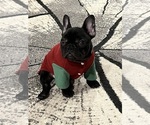 Small #3 French Bulldog