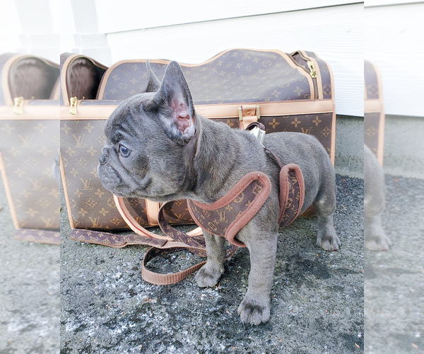 Medium Photo #1 French Bulldog Puppy For Sale in ARLINGTON, WA, USA