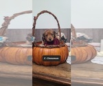 Puppy Cinnamon Dachshund