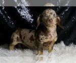 Small Photo #38 Dachshund Puppy For Sale in WARSAW, IN, USA