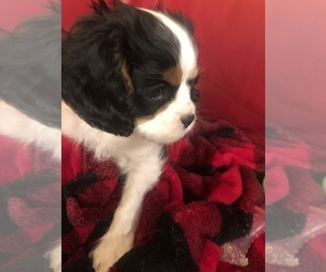 Cavalier King Charles Spaniel Puppy for Sale in AURORA, Colorado USA