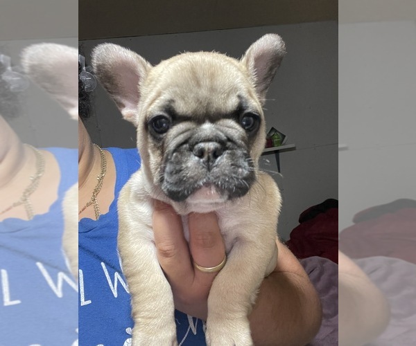 Medium Photo #1 French Bulldog Puppy For Sale in SAINT JOSEPH, MO, USA