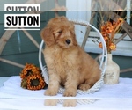 Small #2 Goldendoodle (Miniature)