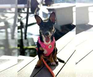 Lexxi, a female Dachshund-Corgi mix - Female Dachshund-Unknown Mix Dog for Adoption - Photo #6
