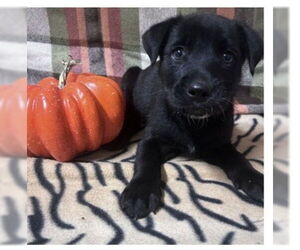 Labrador Retriever-Unknown Mix Dogs for adoption in SHERBURNE, NY, USA