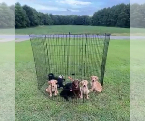 Labrador Retriever Litter for sale in COFIELD, NC, USA