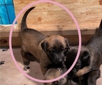 Small Photo #26 Belgian Malinois Puppy For Sale in LABADIE, MO, USA