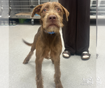 Small Irish Wolfhound Mix