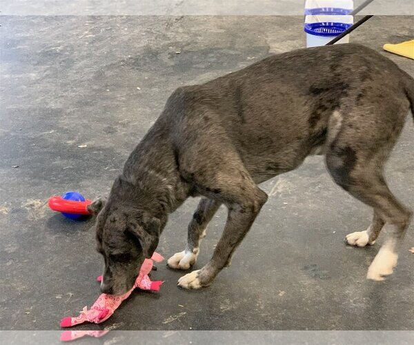 Medium Photo #2 Great Pyredane Puppy For Sale in Vail, AZ, USA