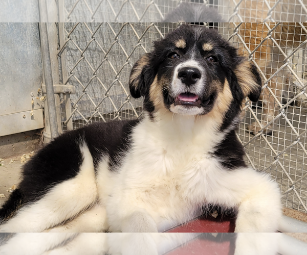 Medium Photo #2 Australian Shepherd-Great Pyrenees Mix Puppy For Sale in Unionville, PA, USA
