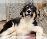 Small #1 Australian Shepherd-Great Pyrenees Mix