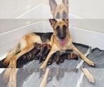 Small Photo #2 German Shepherd Dog Puppy For Sale in HOLLYWOOD, FL, USA
