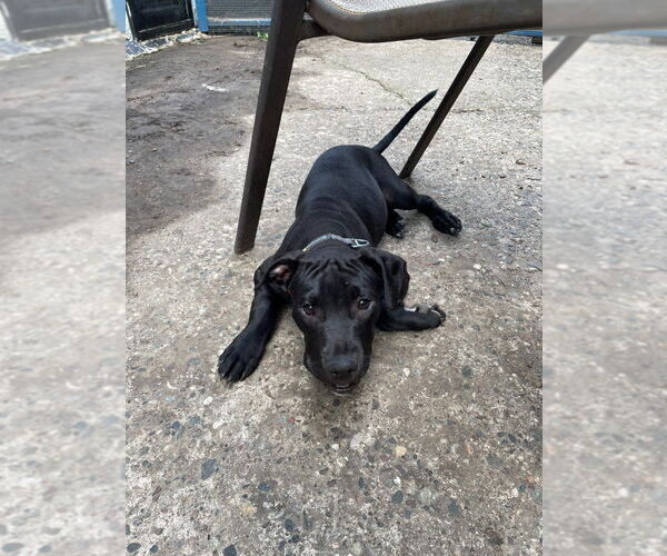 Medium Photo #4 American Pit Bull Terrier Puppy For Sale in Minneapolis, MN, USA