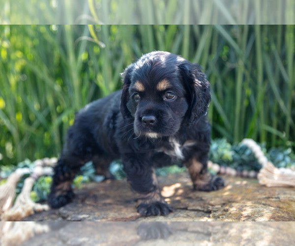 Medium Photo #15 Cocker Spaniel Puppy For Sale in BALTIC, OH, USA