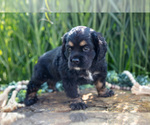Small Photo #15 Cocker Spaniel Puppy For Sale in BALTIC, OH, USA
