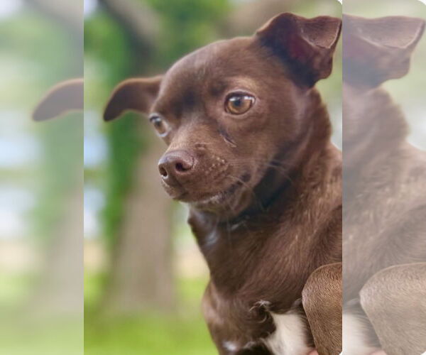 Medium Photo #3 Chihuahua-Unknown Mix Puppy For Sale in Oakhurst, NJ, USA