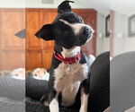 Small #3 Mutt