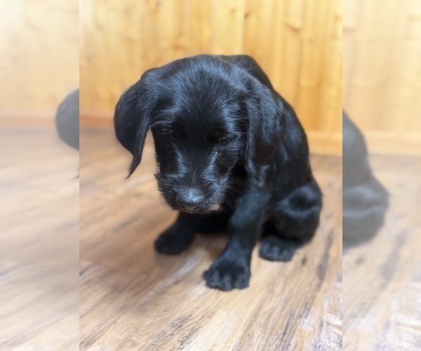 Medium Photo #7 Goldador Doodle Puppy For Sale in ESTES PARK, CO, USA