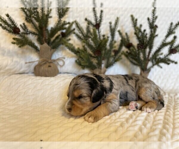 Medium Photo #3 Miniature Bernedoodle Puppy For Sale in ALVATON, KY, USA