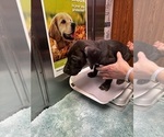 Small Photo #19 Great Dane Puppy For Sale in ALIQUIPPA, PA, USA