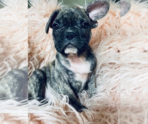 French Bulldog Puppy for sale in BOSTON, MA, USA