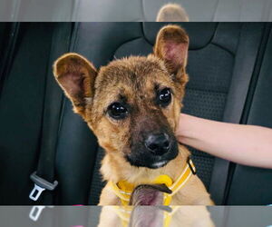 Shepradors Dogs for adoption in Princeton, MN, USA