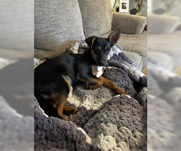 Medium Photo #1 Chipin Puppy For Sale in Holly Springs, NC, USA