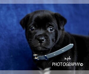 Jug-Shiba Inu Mix Puppy for sale in LIBERTY, KY, USA