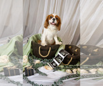 Small Photo #1 Cavalier King Charles Spaniel Puppy For Sale in CLARKSTON, MI, USA