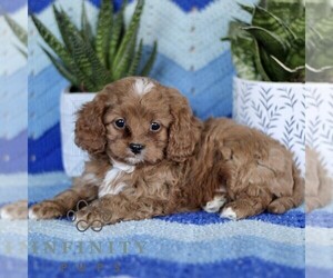 Cavapoo Puppy for sale in PARADISE, PA, USA