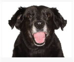 Small Border Collie Mix