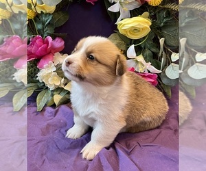 Pembroke Welsh Corgi Puppy for sale in PIERCE, CO, USA