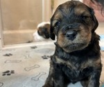 Small Photo #24 Bernedoodle (Miniature) Puppy For Sale in HENDERSON, CO, USA