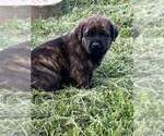 Small #4 English Mastweiler