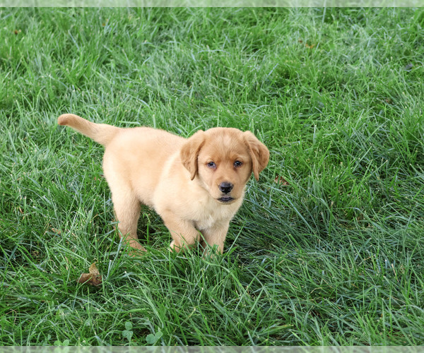 Medium Photo #3 Labrador Retriever Puppy For Sale in SYRACUSE, IN, USA