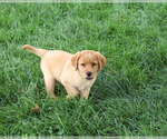 Small #2 Labrador Retriever