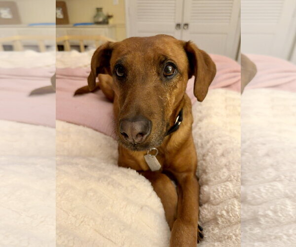 Medium Photo #7 Black Mouth Cur-Vizsla Mix Puppy For Sale in Oakhurst, NJ, USA