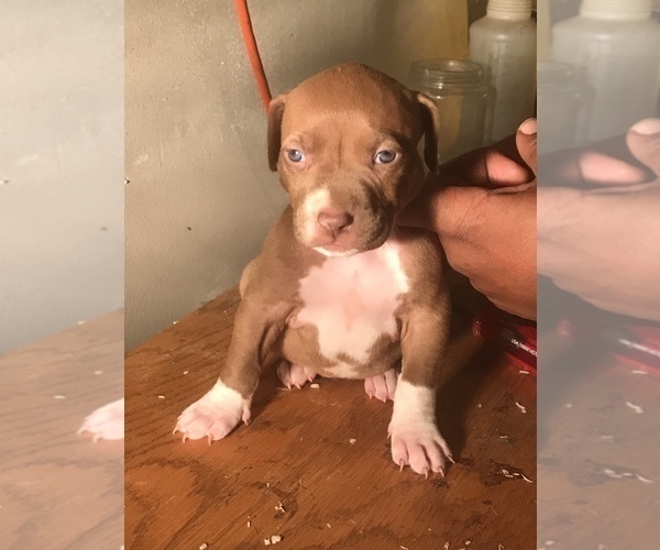 Medium Photo #17 American Bully Puppy For Sale in CO SPGS, CO, USA